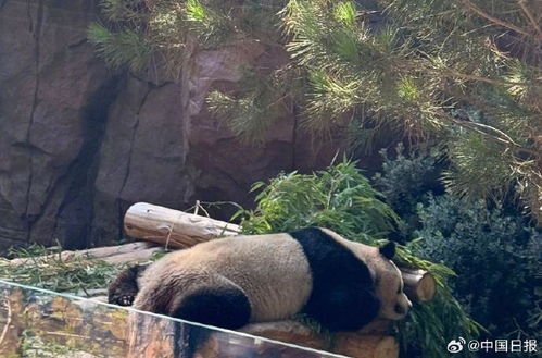 旅美大熊貓亮相圣迭戈動物園,加州州長宣布8月8日為熊貓日